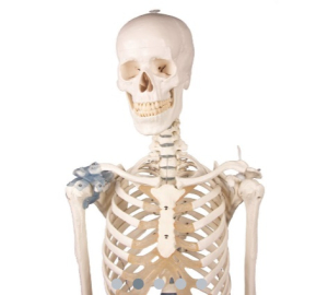 Anatomijas mulāžas