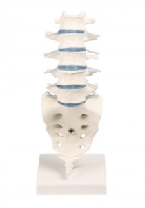 Anatomijas mulāžas un uzskates materiāli