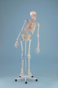 Skelets &ldquo;Max&rdquo;