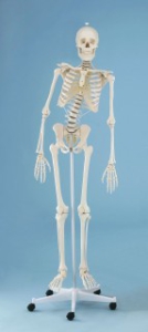 Skelets ''Hugo''