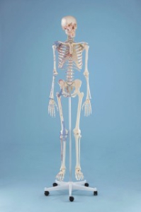 Skelets ''Bert''