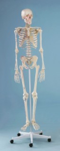 Skelets ''Arnold''