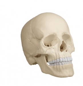 Osteopātiska galvaskausa modelis, 22 daļas